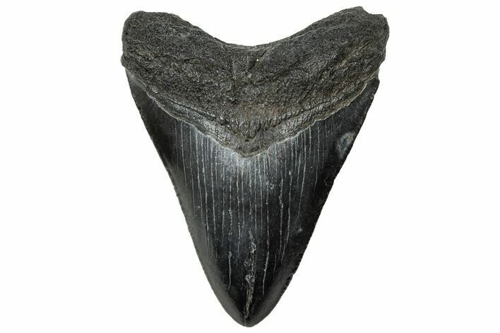 Serrated, Juvenile Megalodon Tooth - South Carolina #313801